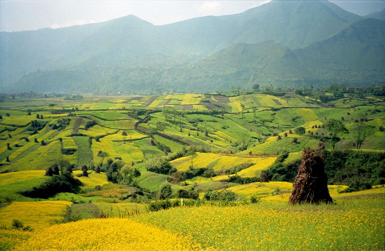 Kathmandu Valley 3 Chobar Gorge 01 Fields On Walk From Kirtipur To Chobar Gorge The walk from Kirtipur to Chobar Gorge near Kathmandu is very pleasant, passing beautiful fields.